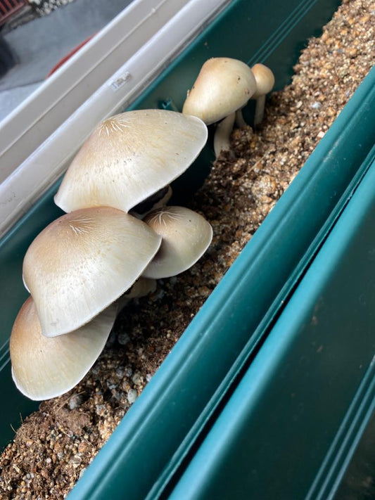 Why Should You Grow Your Own Shrooms?