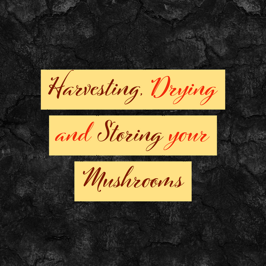 Harvesting, Drying and Storing your Mushrooms