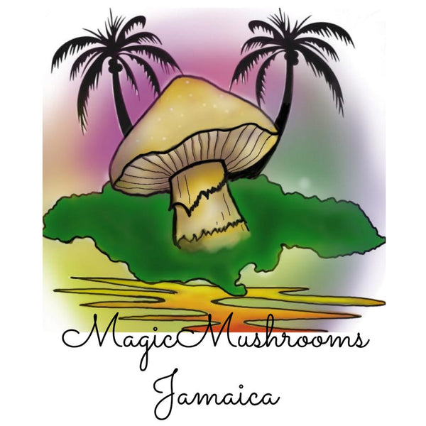 Magic Mushrooms Jamaica